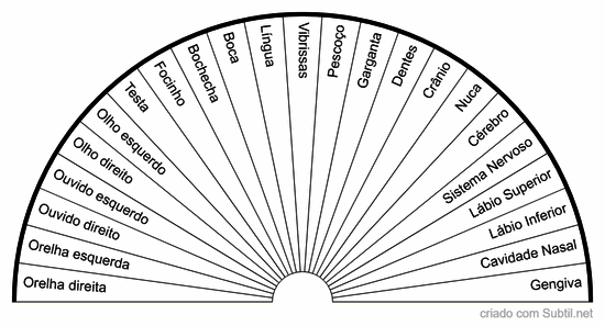 Anatomia da cabeça dos animais