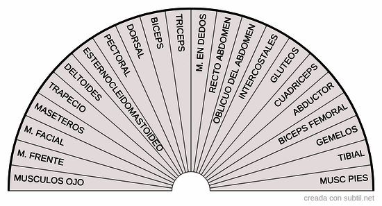 PU sistema muscular