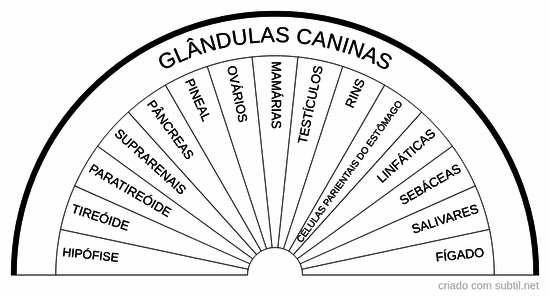 Glândulas caninas