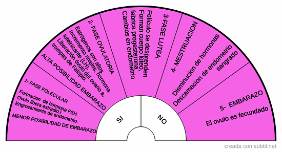 Fases del ciclo femenino