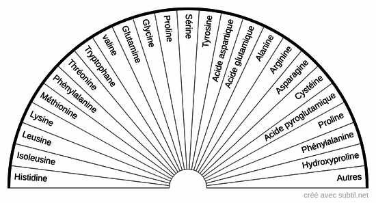 Acides aminés