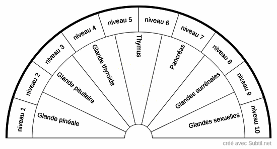 Glandes et niveaux d'activation