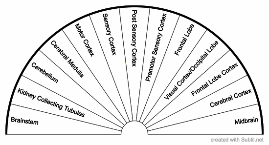 Brain areas