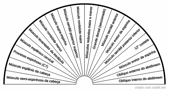 Músculos das costas - 02