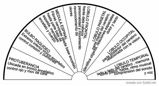 Partes mas especificas del encefalo