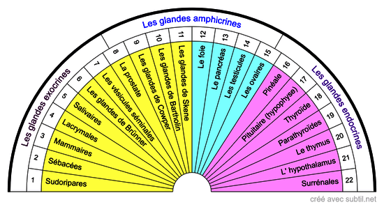 Les glandes