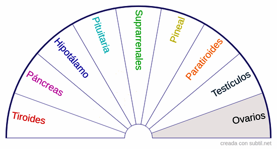 PU glándulas sistema endocrino