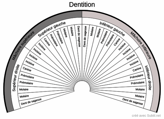 Dentition