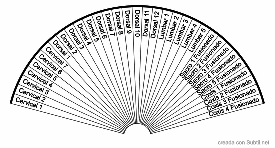 Columna vertebral: 33 vertebras