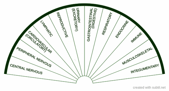 Human body systems